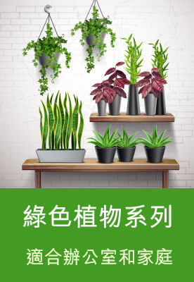 綠色植物系列，適合家庭和辦公室。