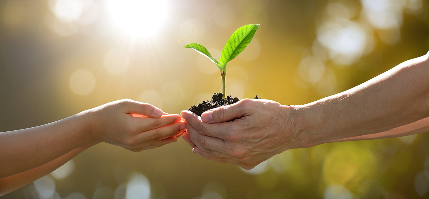 Young Plant with good care will grow well