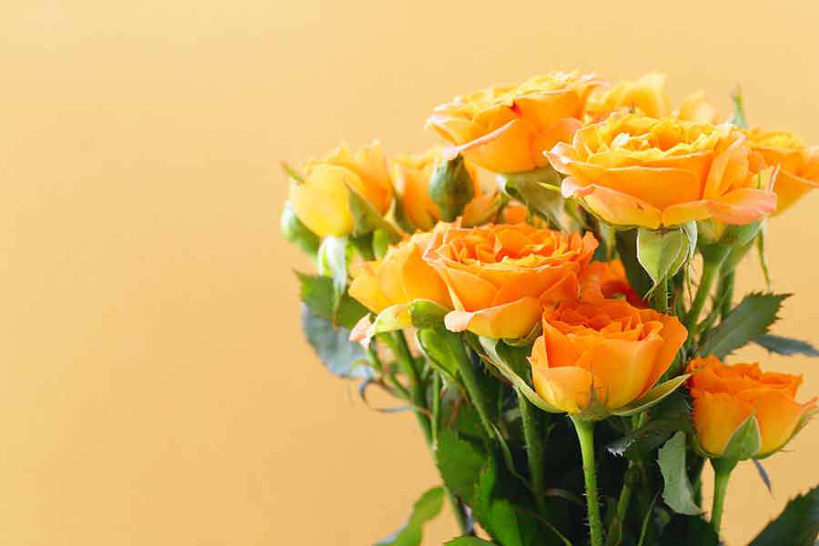 Orange Roses