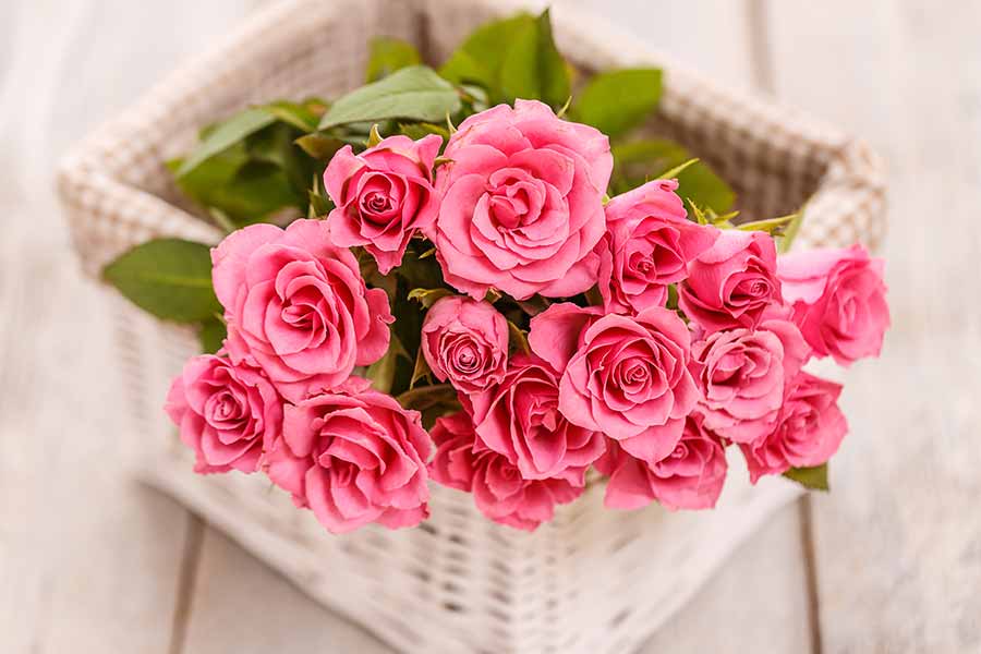 Pink Roses