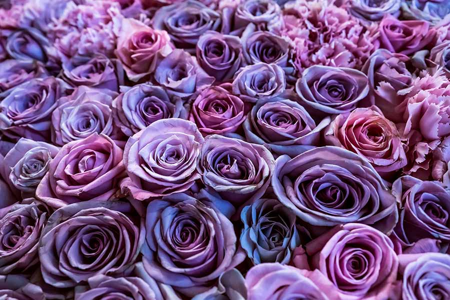 Purple Roses